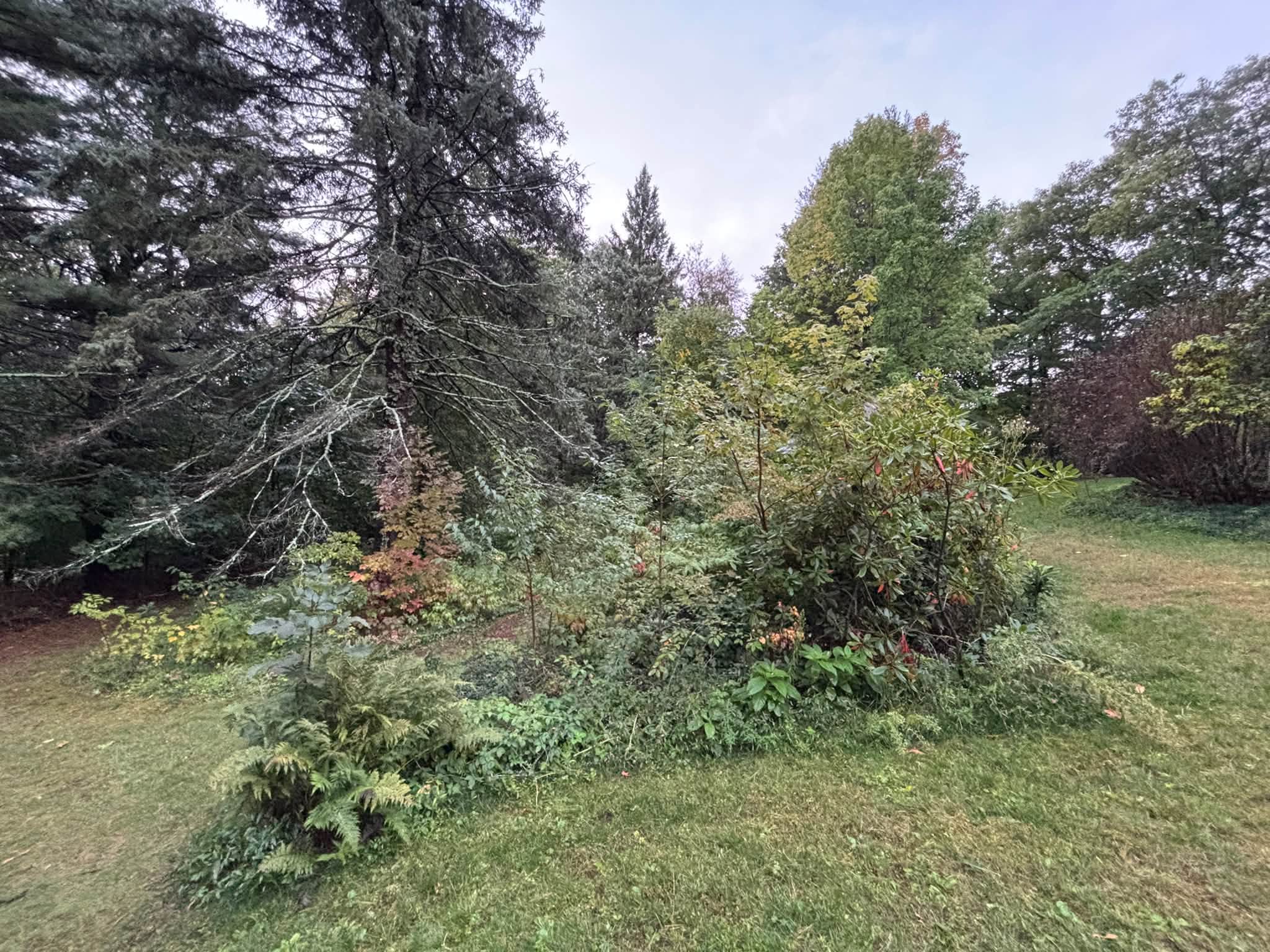 Heavy brush and small trees before land clearing — Princeton, MA